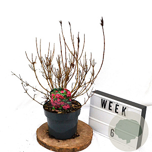 Weigela Big Love 40-60 cm 3,0L