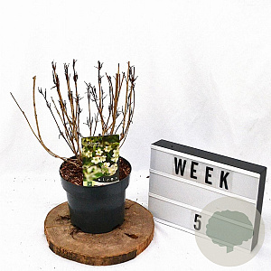 Weigela 'Bristol Snowflake' 40-50 cm 3,0L