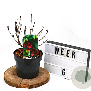 Weigela Cherry Love 40-60 cm 3,0L