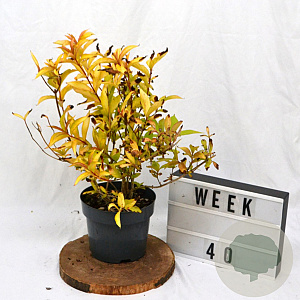 Weigela florida Jean's Gold 40-60 cm 3,0L