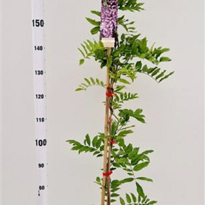 Wisteria floribunda 'Rosea' 175-200 cm 5,0L
