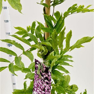 Wisteria floribunda 'Rosea' 175-200 cm 5,0L