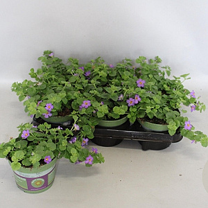 Bacopa Blue GM P12