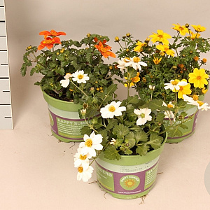 Bidens Divers GM P12