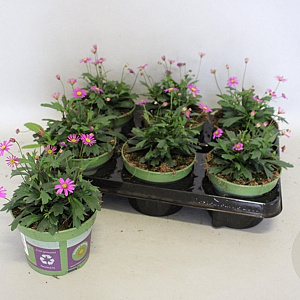 Brachyscome magenta Delight GM P12