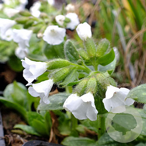 Pulmonaria 'Ice Ballet' GM P9