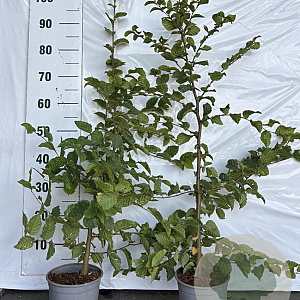 Carpinus betulus 80-100 cm 2,5L