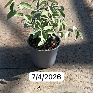 Elaeagnus ebbingei 20-30 cm 3,0L