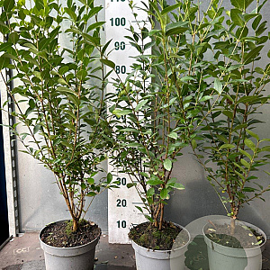 Ligustrum ovalifolium 80-100 cm 5,0L