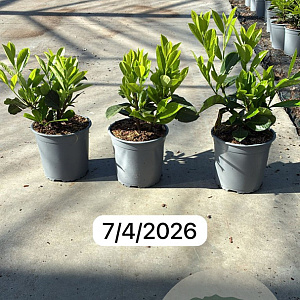 Prunus laurocerasus 'Rotundifolia' 20-30 cm 2,5L