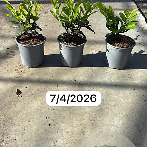 Prunus l. 'Novita' 20-30 cm 2,5L