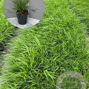 Hakonechloa macra GM 2,0L