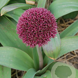 Allium 'Ostara' 20 cm P12