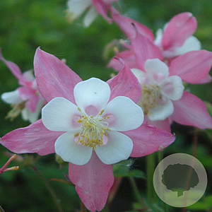 Aquilegia  caerulea 'Rose Queen' GM P12