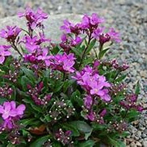 Arabis blepharophylla 25 cm P12