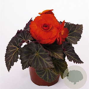 Begonia tuberhybrida GM P12