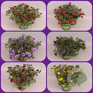 Calibrachoa Divers 25 cm P12