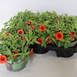 Calibrachoa Orange 15 cm P12