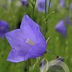 Campanula persicifolia Grandiflora 25 cm P13