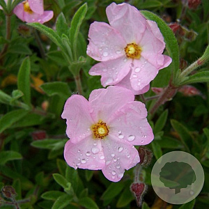 Cistus skanbergii 75 cm P20