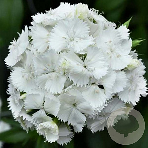 Dianthus arvernensis 'Albus' 20 cm P12