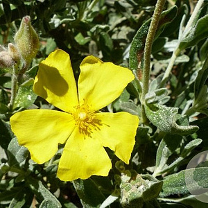 Halimium alyssoides 45 cm P23