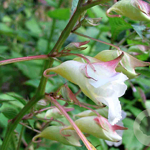 Impatiens arguta 'Alba' 35 cm P12