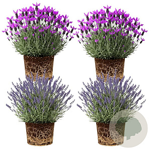 Lavandula int. Gemengd 20 cm op P27