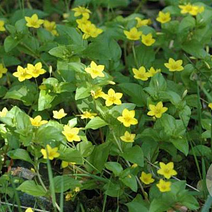 Lysimachia nemorum 25 cm  schaalvorm