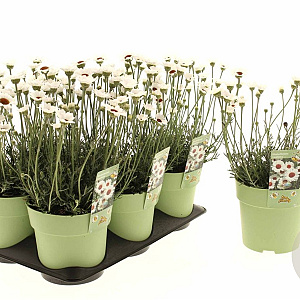 Rhodanthemum White 25 cm P14