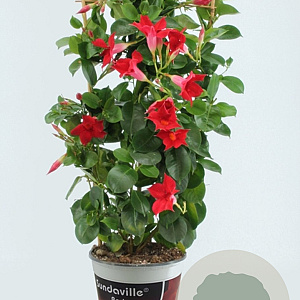 Sundaville 19 cm Rek Red 70 cm P19