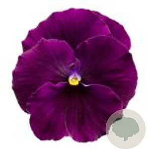 Viola Grootbloeming paars GM P9