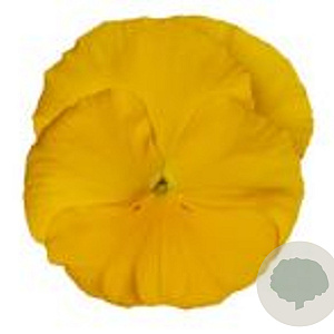 Viola hybride Grootbloemig Geel GM P9