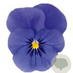 Viola kleinbloemig blauw GM P9