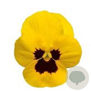 Viola kleinbloemig geel met donker oog GM P9