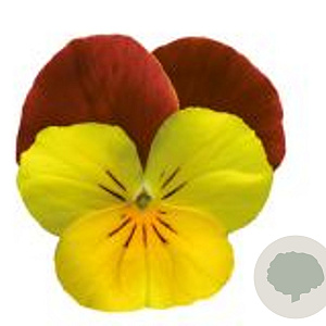 Viola kleinbloemig geel met rode vleugel GM P9