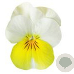 Viola kleinbloemig geel met witte vleugel GM P9