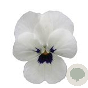 Viola kleinbloemig wit met donker oog GM P9