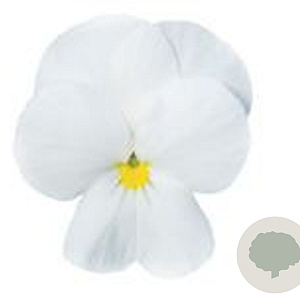 Viola kleinbloemig wit GM P9