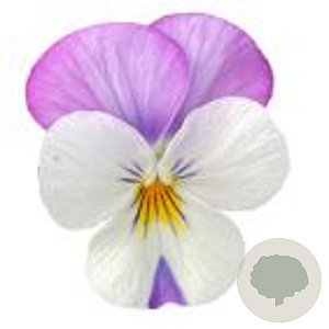 Viola kleinbloemig wit met rose vleugel GM P9