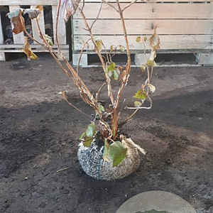 Hydrangea quercifolia 80-100 cm 12L extra