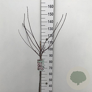 Prunus cistena 80 cm stam 7,5L