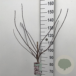 Prunus cistena 80 cm stam 7,5L
