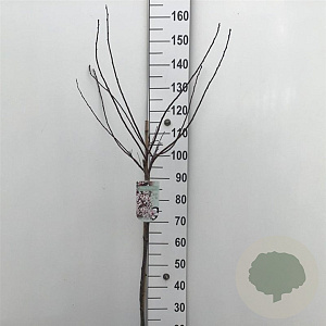 Prunus cistena 80 cm stam 7,5L