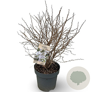 Prunus incisa 'Kojou-no-mai' 50-80 cm 12L
