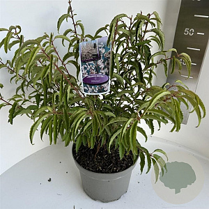 Prunus incisa 'Mikinori' 30-40 cm 5,0L
