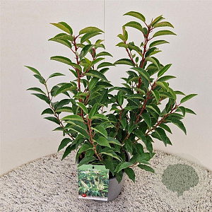 Prunus l. 'Angustifolia' 40-45 cm 3,0L