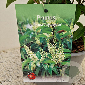 Prunus l. 'Angustifolia' 40-45 cm 3,0L