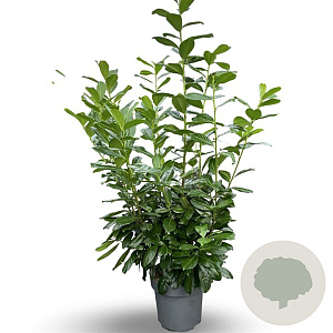 Prunus l. 'Novita' 125-150 cm 12L