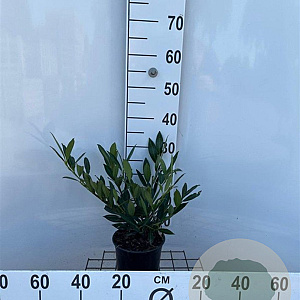 Prunus l. 'Otto Luyken' 30-40 cm 2,5L